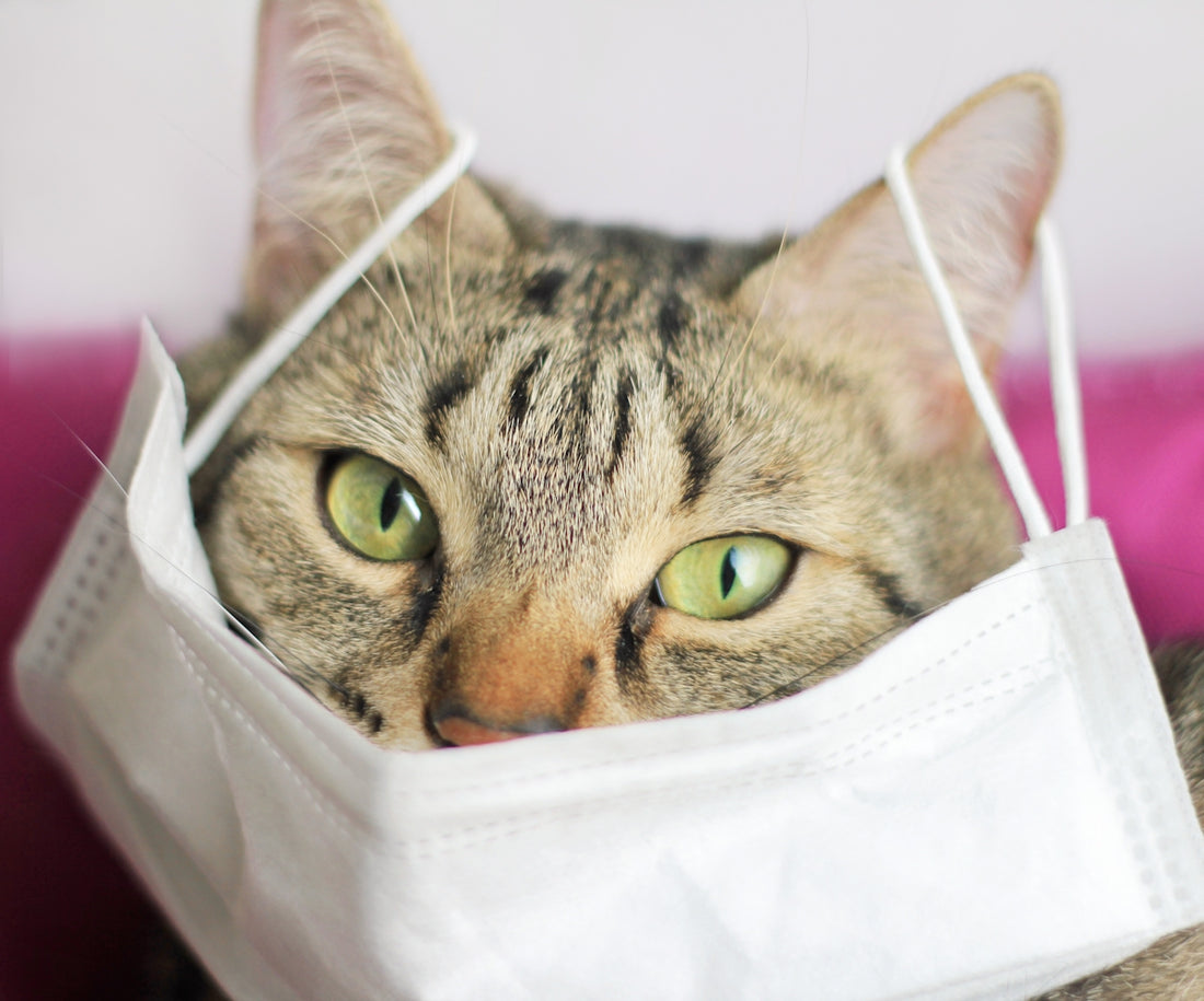 brown tabby cat in white plastic bag
